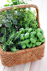 Image showing basket of herbs