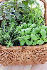 Image showing basket of herbs