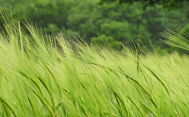 Image showing Barley