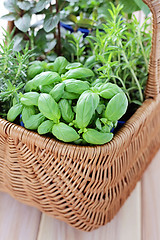 Image showing basket of herbs