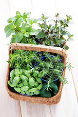 Image showing basket of herbs