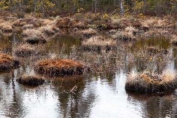 Image showing Swamp