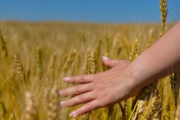 Image showing hand in wheat field