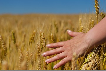 Image showing hand in wheat field