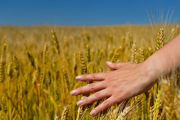 Image showing hand in wheat field