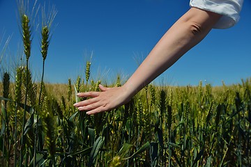 Image showing hand in wheat field