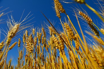 Image showing wheat field with blue sky in background