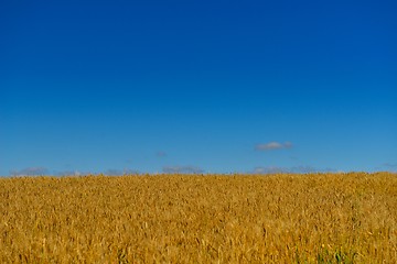 Image showing wheat field with blue sky in background