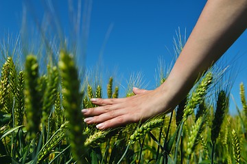 Image showing hand in wheat field