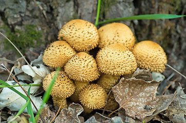 Image showing Shaggycap mushrooms (Pholiota squarrosa)