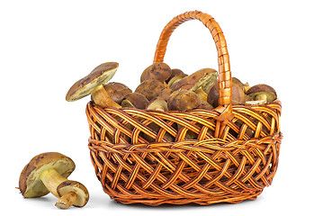 Image showing Basket with cepe mushrooms