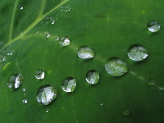 Image showing Rain drops on a leaf