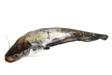 Image showing Fresh catfish