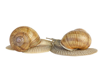 Image showing Pair of  snails kissing each other