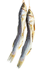 Image showing Salted mullet fishes on the white background