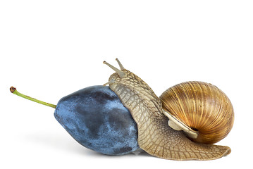 Image showing Snail eat plum berry