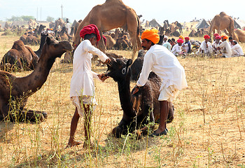 Image showing Pushkar Camel Fair - sellers of camels during festival