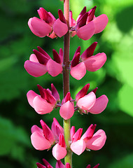 Image showing pink lupine flower macro