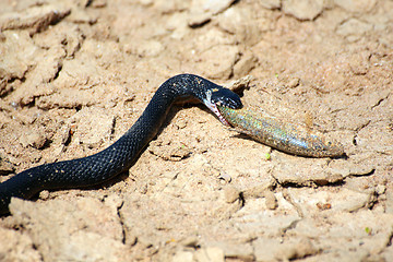 Image showing small adder snake with fish