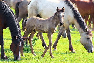 Image showing horses and foal grazing on pasture