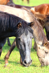 Image showing horses grazing on pasture