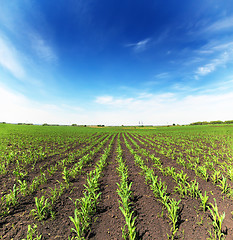 Image showing field with corn