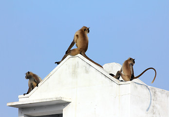 Image showing entellus monkeys on building top in India