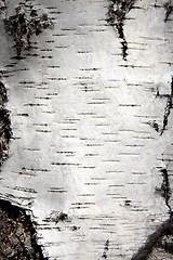 Image showing birch trunk bark