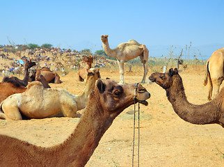 Image showing group of camels during festival in Pushkar