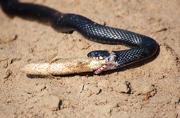 Image showing small adder snake with fish