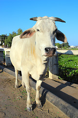 Image showing indian white cow