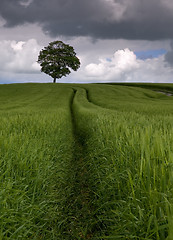 Image showing Among the fields of Barley