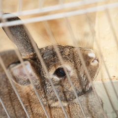 Image showing Bunny rabbit in a cage