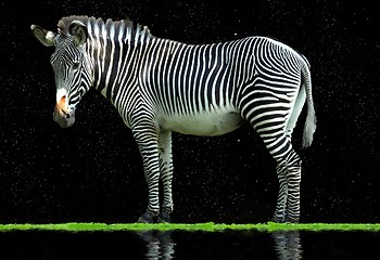 Image showing zebra