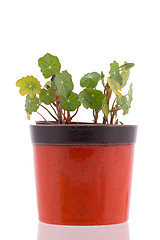 Image showing Nasturtium leafs in pot