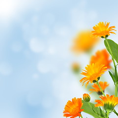 Image showing Summer. Marigold flowers.