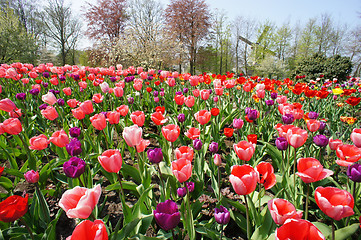 Image showing Holland windmills and field of tulips