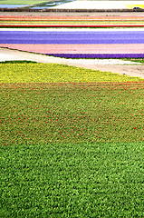 Image showing Holland tulip fields