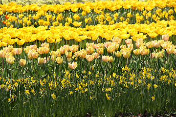 Image showing Holland tulip fields