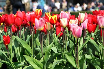 Image showing Holland tulip fields