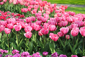 Image showing Holland tulip fields