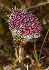 Image showing Sayania monstrosa