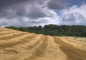 Image showing Harvest Time