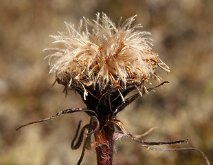 Image showing Sausurea alpina