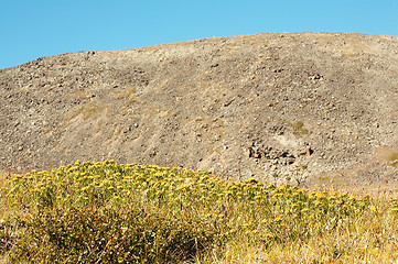 Image showing Rhodiola rosea in natual environment