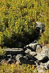 Image showing Rhodiola rosea in natual environment