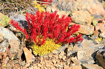 Image showing Rhodiola quadrifida and Vulpicidia tilesii