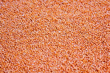 Image showing Lentil