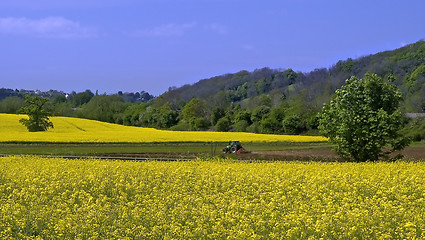 Image showing Rape seed