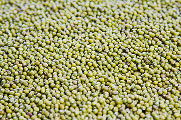 Image showing Mung Bean